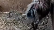 Под Харьковом к людям из леса вышли 2 обгоревших страуса (видео)
