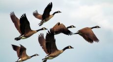На Херсонщині дикі гуси збили ворожий літак