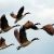 На Херсонщині дикі гуси збили ворожий літак
