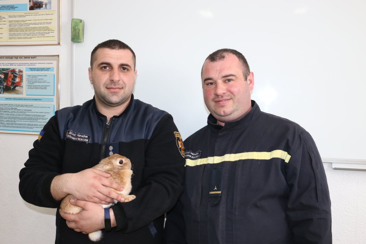 За спасенным кроликом ухаживают спасатели