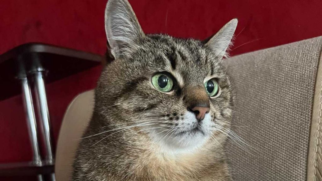 Харьковский кот Степан — звезда Instagrama — показал бомбежки в городе всему миру