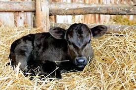 На Харьковщине в фермерском хозяйстве новорожденного теленка назвали Байрактар
