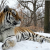 В одном из зоопарков США умер тигр Путин — у животного случился сердечный приступ