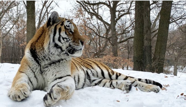 В одном из зоопарков США умер тигр Путин — у животного случился сердечный приступ