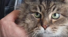 В Харькове пожарные спасли кота, который две недели просидел в разрушенном доме (видео)