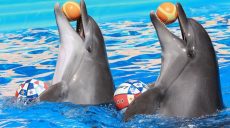 Морских животных из Харьковского дельфинария вывезут в Одессу
