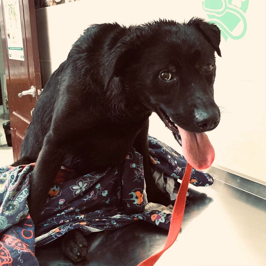 Спасенный из-под рельсов в Харькове пес идет на поправку