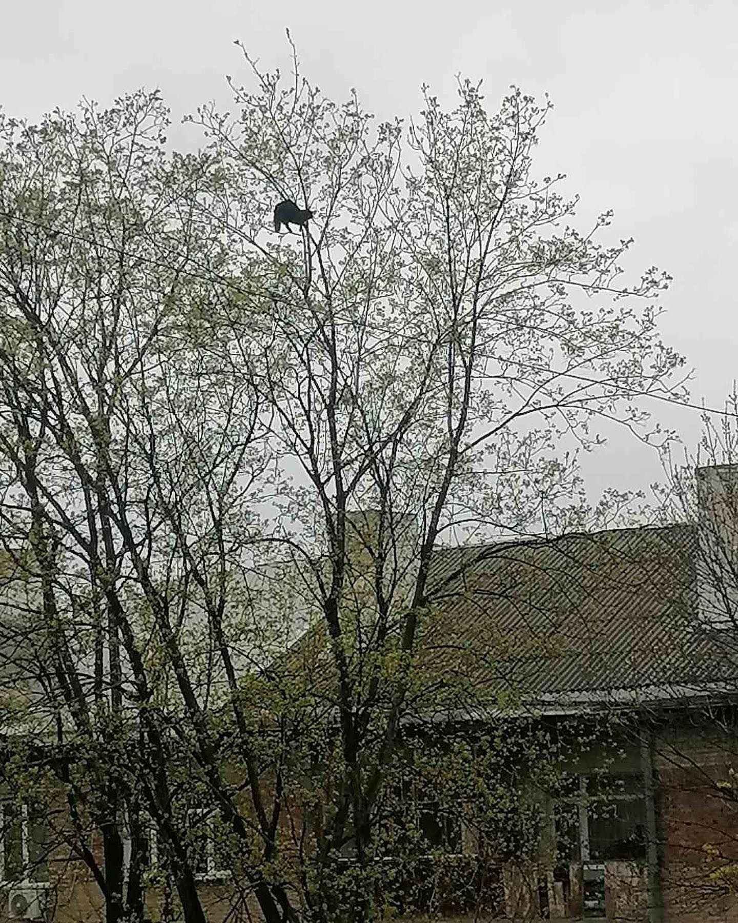 Кот на верхушке дерева в Харькове