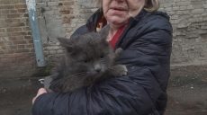Харьковские волонтеры под обстрелами сняли кота с дерева в Индустриальном районе (фото)
