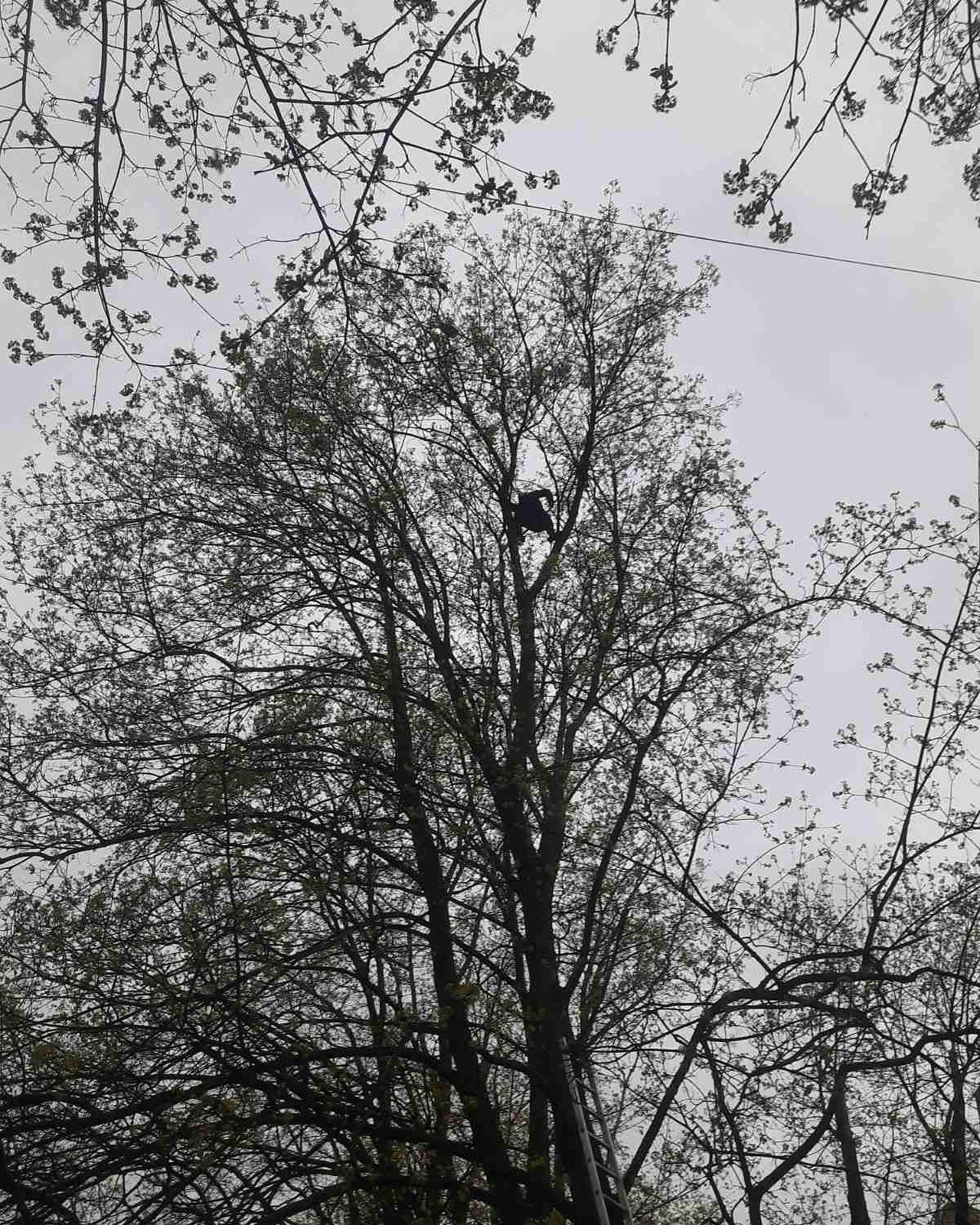 Волонтер лезет на дерево снимать кота
