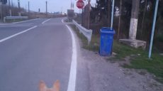 В Румынию из Харькова эвакуировали 17 собак (фото)