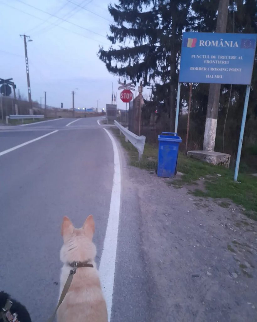 В Румынию из Харькова эвакуировали 17 собак (фото)