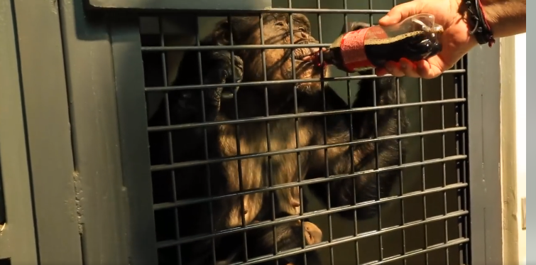 Харьковский зоопарк упростили механизм перевода благотворительных средств для животных (видео)