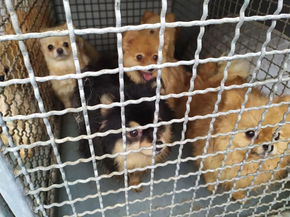 Харьковский городской приют нашел новый дом для 27 шпицев, эвакуированных с Северной Салтовки