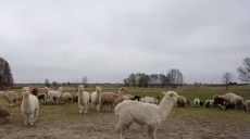 В Харьковском экопарке показали спасенных альпака в Полтаве (видео)