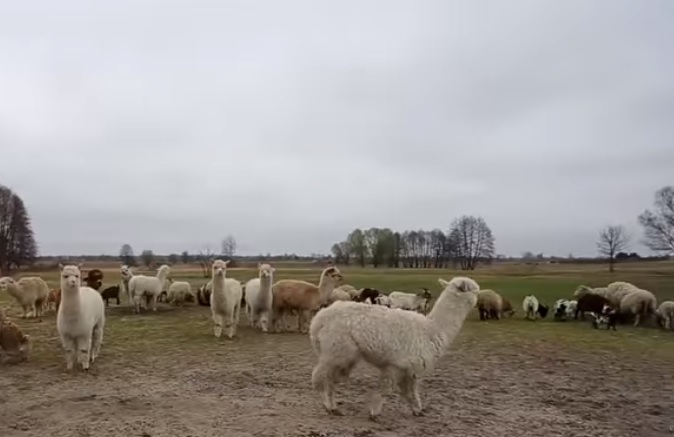 В Харьковском экопарке показали спасенных альпака в Полтаве (видео)