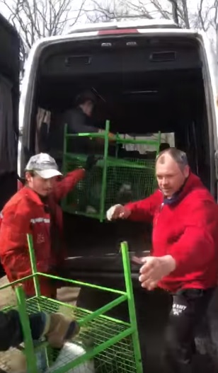 Из Харьковского экопарка вывезли песцов, каракалов и барсука (видео)