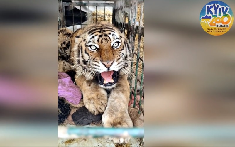 В киевский зоопарк привезли тигрицу из Харькова «в ужасном состоянии» (видео)