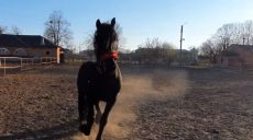 У спасенных из Харьковского экопарка лошадей родился жеребенок (видео)