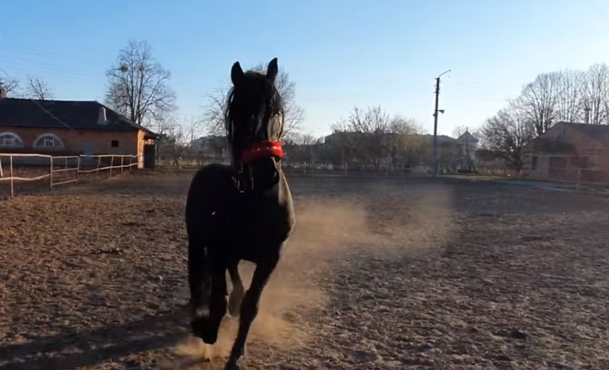 У спасенных из Харьковского экопарка лошадей родился жеребенок (видео)