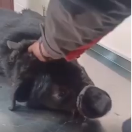 В Харькове спасли собаку, которая провалилась под рельсы в локомотивном депо (видео)
