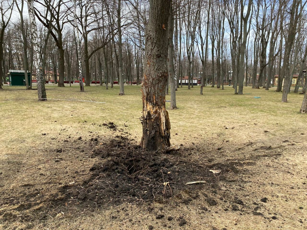 Поврежденное дерево в парке Горького в Харькове