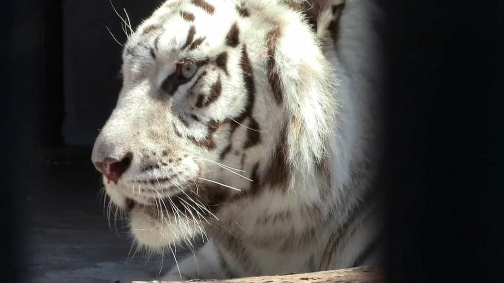 У Харківському зоопарку показали врятованих з Екопарку хижаків (відео)