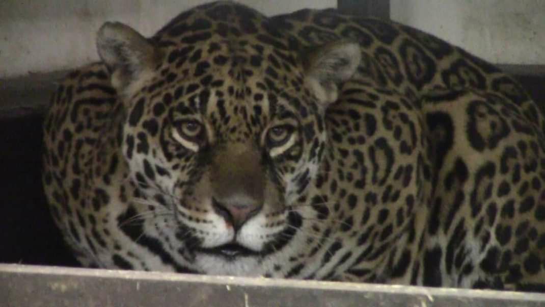 Леопард в Харьковском зоопарке