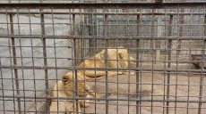 ВСУ помогли безопасно доставить белых львов из Харьковского экопарка в Одессу