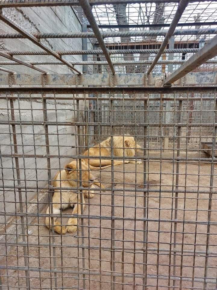 ВСУ помогли безопасно доставить белых львов из Харьковского экопарка в Одессу