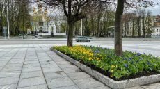 В Харькове возле ХНАТОБа и Зеркальной струи высадили цветы (фоторепортаж)