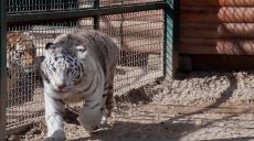 Белые львы из Харьковского экопарка отправились в зоопарк Одессы (видео)