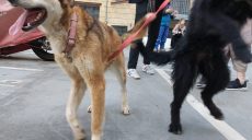 Из частного приюта для животных под Харьковом под обстрелами эвакуировали 60 зверей