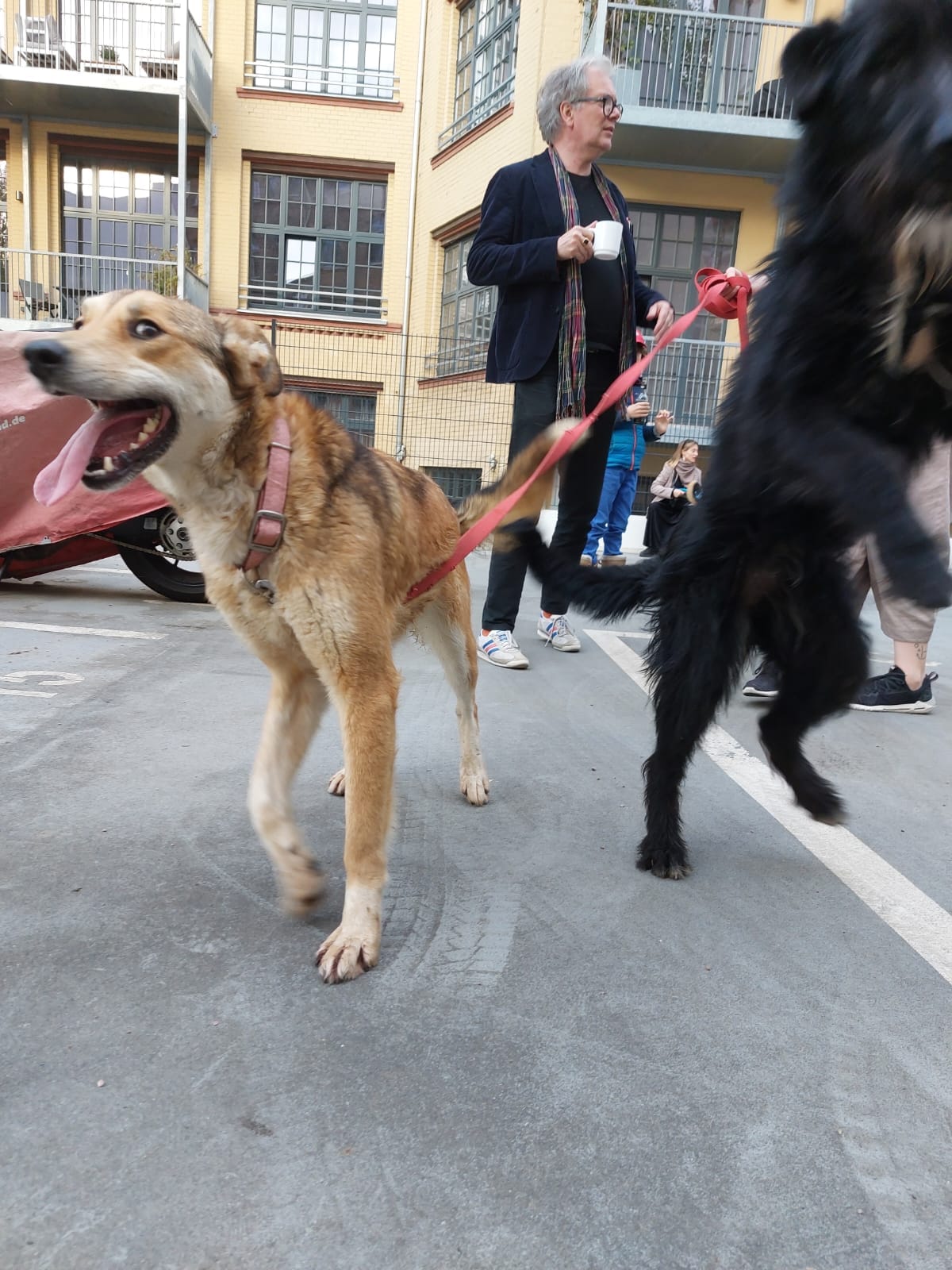 Из частного приюта для животных под Харьковом под обстрелами эвакуировали 60 зверей