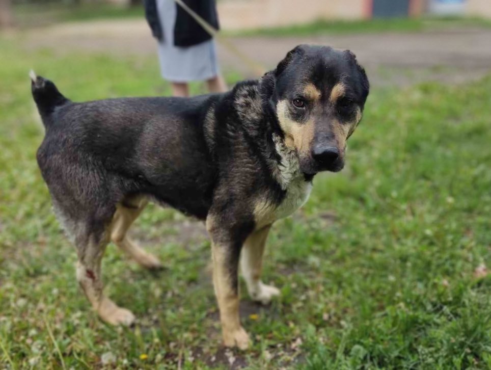 Украинские защитники спасли раненого осколками пса в прифронтовом поселке на Харьковщине