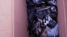 В Харькове спасли 16 голубей, которых контузило после вчерашнего взрыва на Павловом Поле (фото)