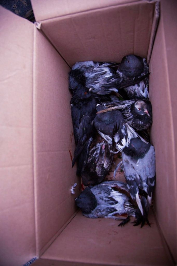 В Харькове спасли 16 голубей, которых контузило после вчерашнего взрыва на Павловом Поле (фото)