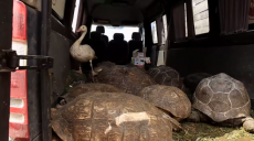 Черепахи из харьковского экопарка переезжают в Полтавскую область
