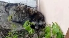В Харькове жильцы Новых Домов спасли енотовидную собаку (видео)