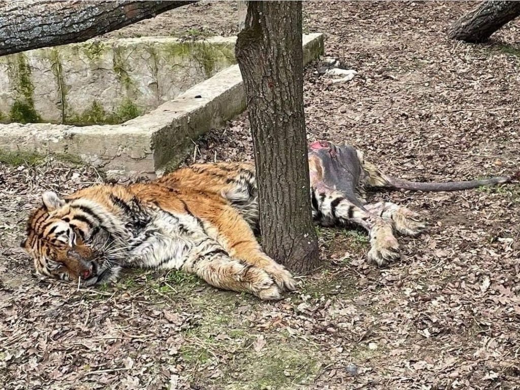 В Харьковском экопарке остается старый тигр — его эвакуация опасна