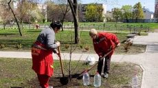 Сакуры, ясень и рябина: в Харькове высадили более 100 саженцев молодых деревьев