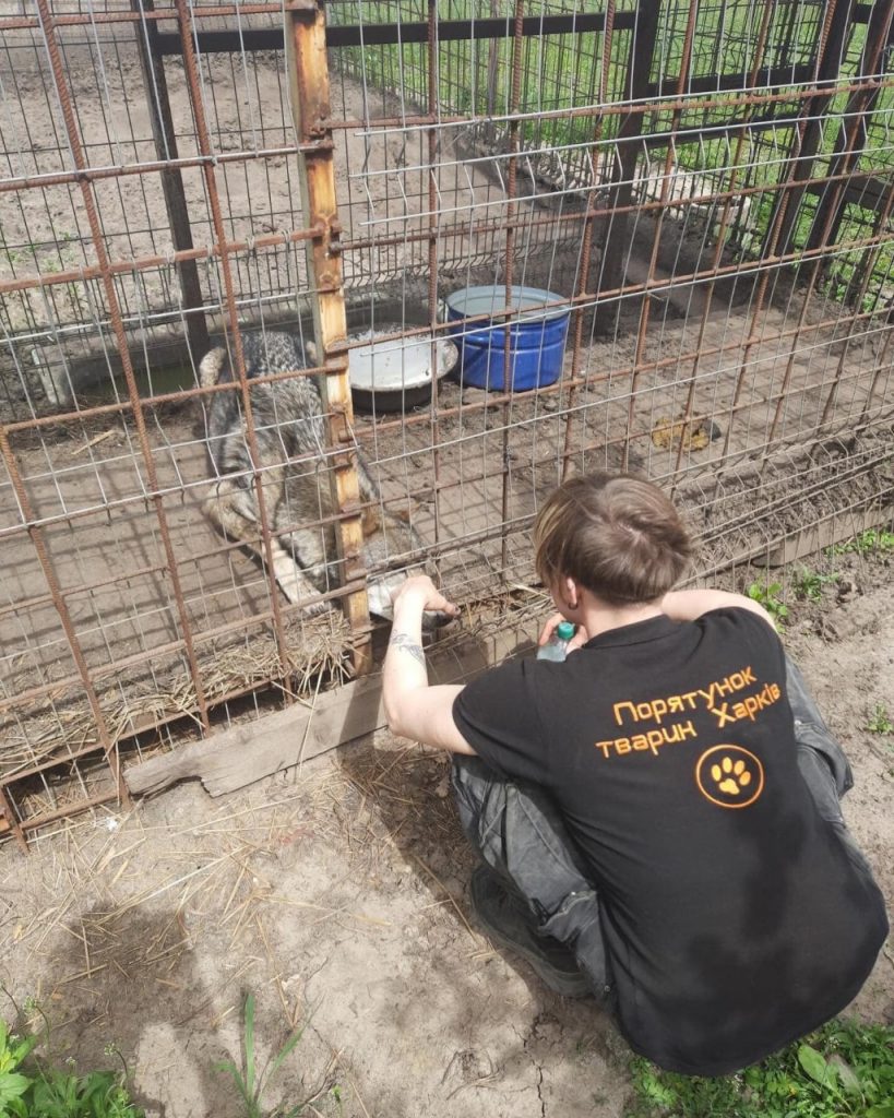 Харківські волонтери евакуювали 3 тисячі тварин з початку вторгнення — історії порятунку (відео)