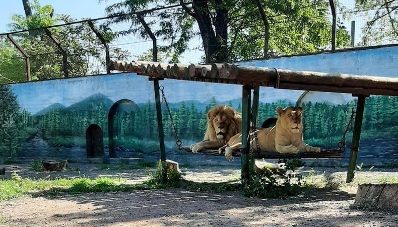 Львы из Харьковского экопарка в Одессе наконец-то перестали бояться сирен
