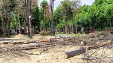 В харьковском парке Горького спилили деревья, пережившие 2 мировые войны (фото)
