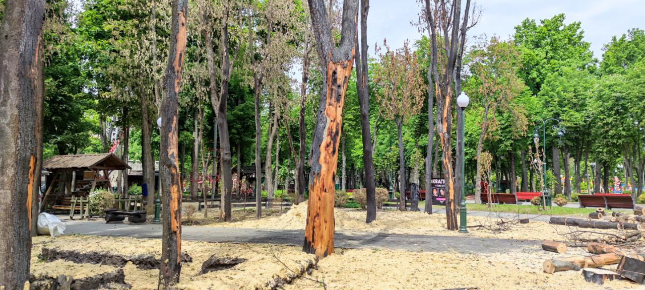 Обгоревшие после обстрела деревья в парке Горького