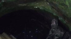 В Харькове спасли щенка, провалившегося в коллектор с водой (фото)