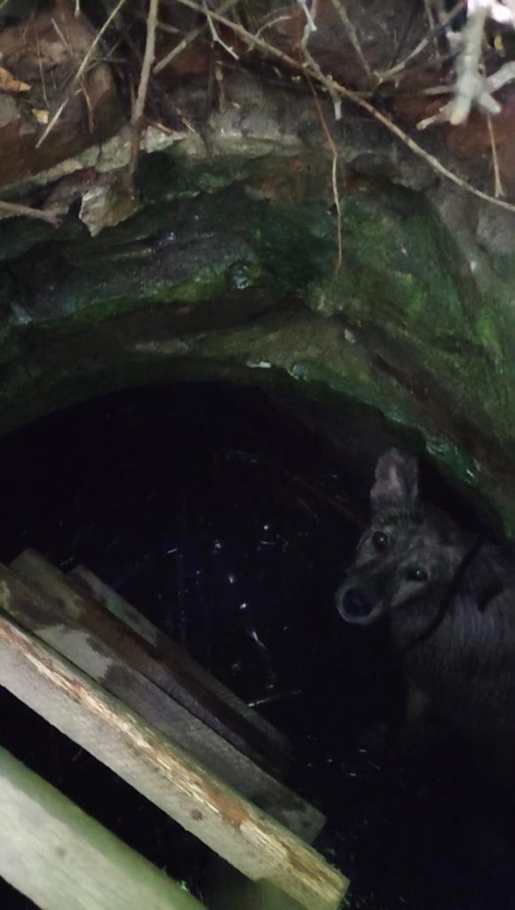 В Харькове спасли щенка, провалившегося в коллектор с водой (фото)