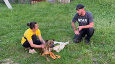 Спасенного военными на позициях в Харьковской области пса эвакуируют британские волонтеры