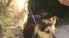 Эвакуированная из Русской Лозовой собака сбежала от волонтеров и нашла хозяев в Харькове (видео)