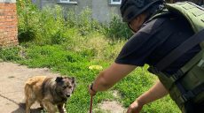 Из одного из самых обстреливаемых поселков под Харьковом вывезли 19 собак и 5 кошек (фото)